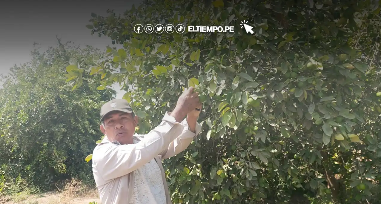 Limoneros de Sullana