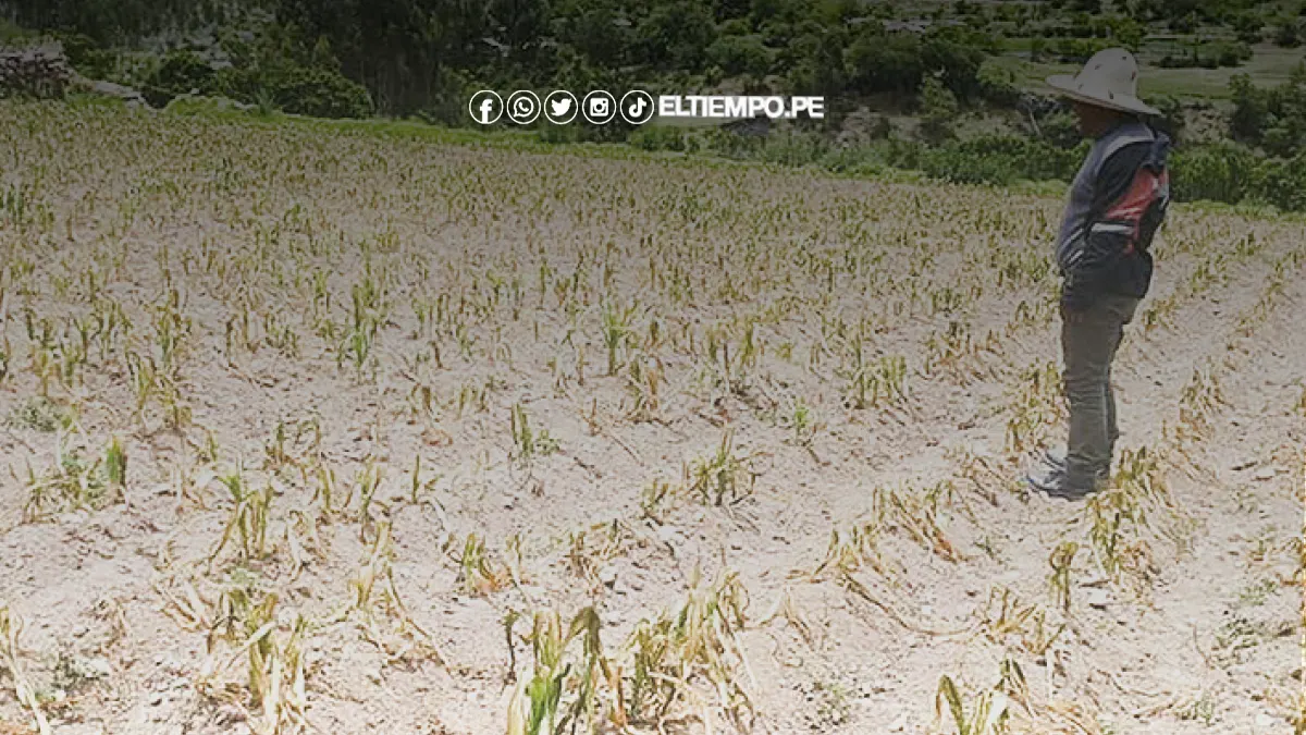 Bajo Piura espera riego de cultivos para mañana