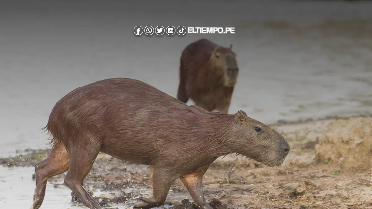 Tiene alguna marca los derechos exclusivos con denominación Capibara