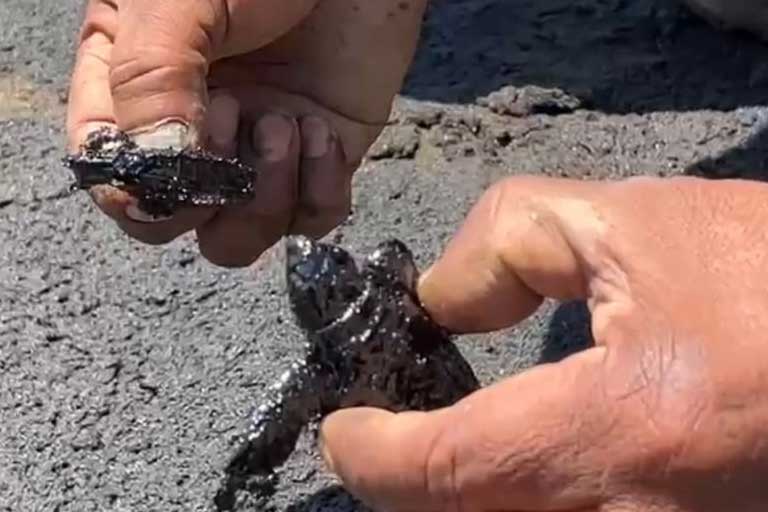 Derrame de petróleo Talara,Piura,derrame de petróleo lobitos,las capullanas