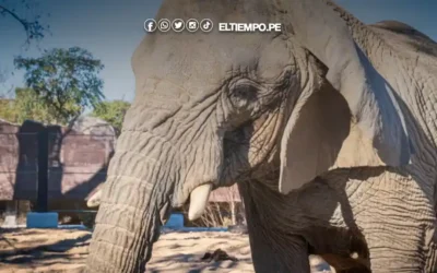 Tailandia: Hombre muere tras estrellar su motocicleta contra un elefante salvaje