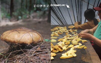 ¿Hongos comestibles? conoce esta iniciativa para aprovechar este recurso