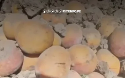 Productores en Lambayeque entierran mangos por caída de precios que oscila entre S/0.10 a S/0.35 el kilo