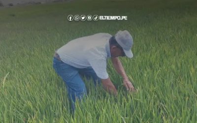 Piura: Arroceros están de fiesta