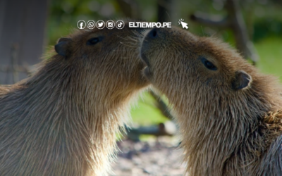 Lima: El Parque de las Leyendas celebrará un festival en honor al capibara el domingo 23 de febrero