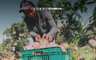 Senasa advierte amenaza de la mosca de la fruta en Piura tras caída del precio del mango