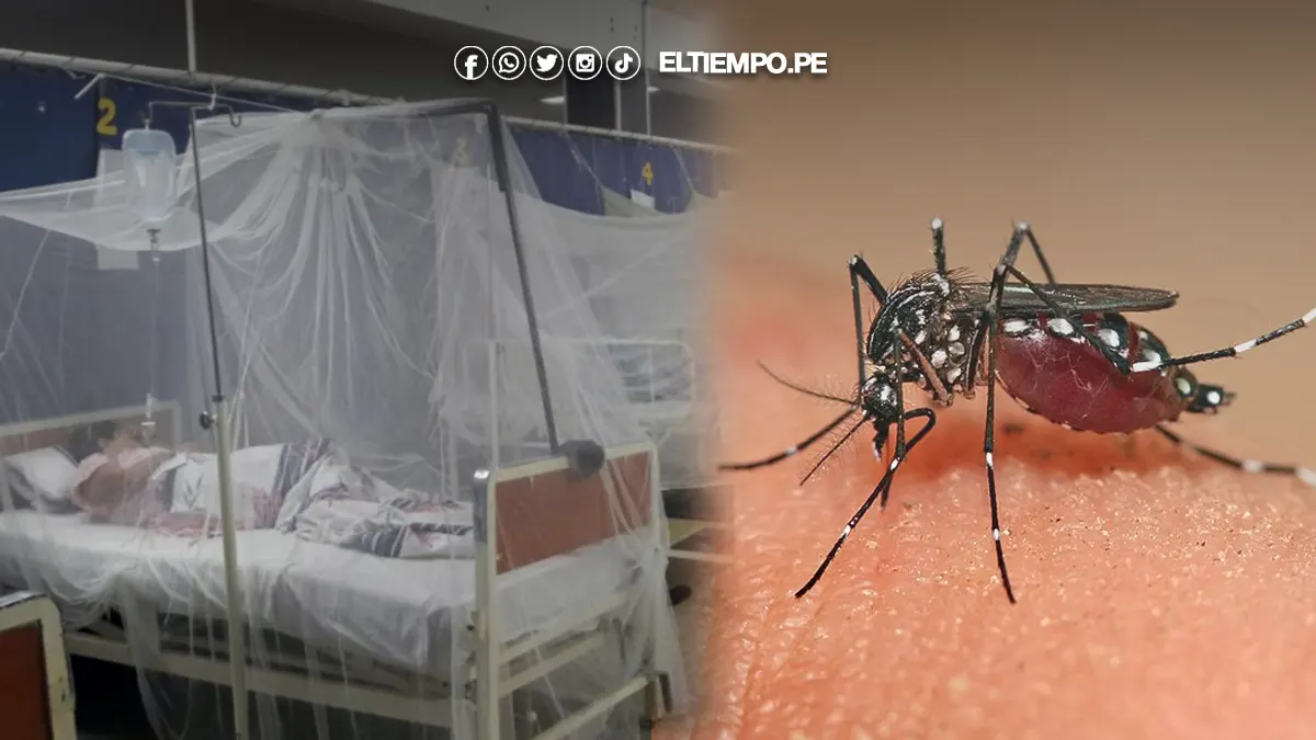 dengue en Piura dengue en piura