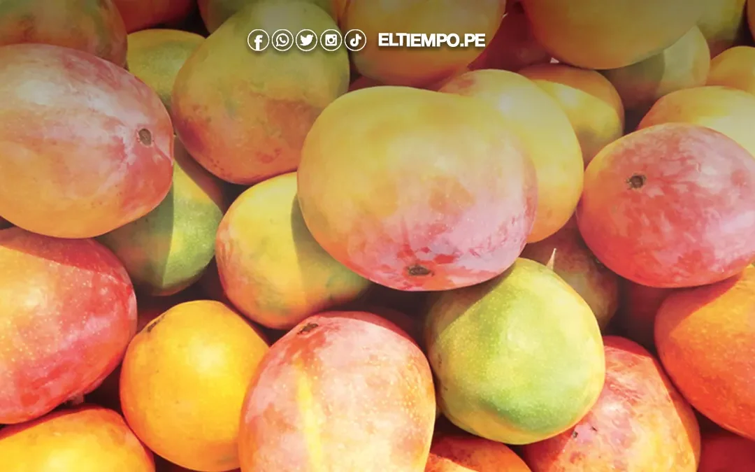 Producción de mango en Piura creció 55,8%