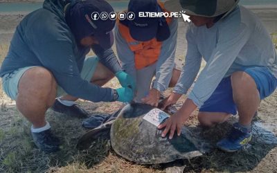 Piura: realizan control de la tortuga verde en Sechura