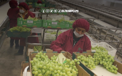 Agroexportación en Piura siente castigo de Trump