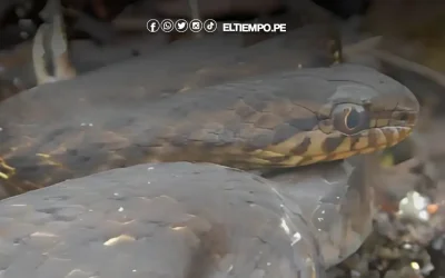 Perú: Biólogos descubren nueva especie de serpiente andina