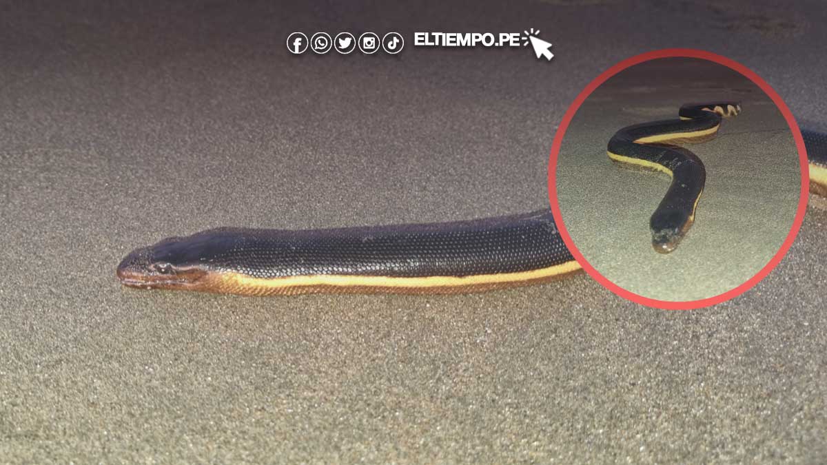 serpiente-marina-illescas