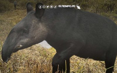 El guardián de las alturas: el tapir andino y su rol vital en los bosques del norte del Perú