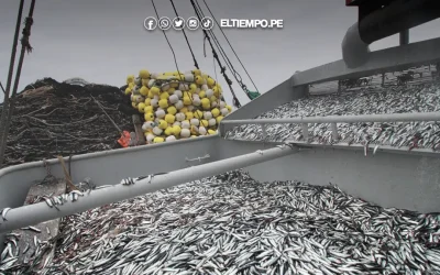 Anchoveteros en crisis por onda Kelvin y bajos precios