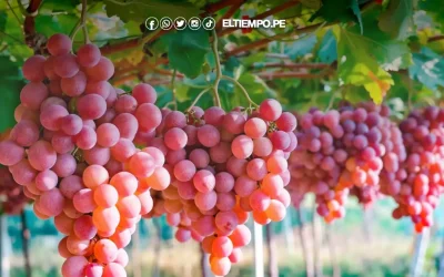 Piura lidera campaña de uva en el país