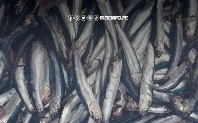 Silencio de las fábricas sobre precios exaspera a los anchoveteros