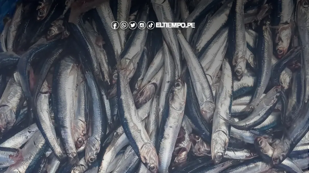 anchoveteros piura Silencio de las fábricas sobre precios exaspera a los anchoveteros
