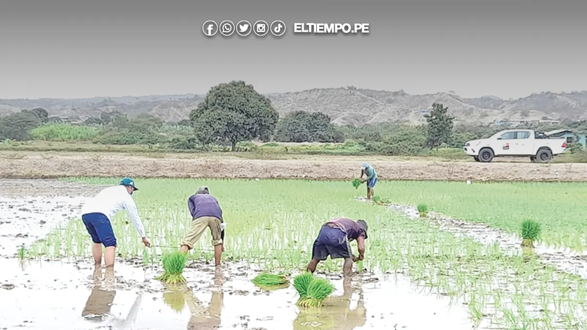 campaña chica de arroz campaña chica de arroz