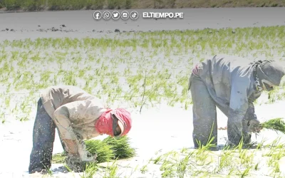 Agricultores evaluarán a comités de productores