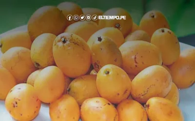 Buscan formar cooperativa para impulsar mango ciruelo