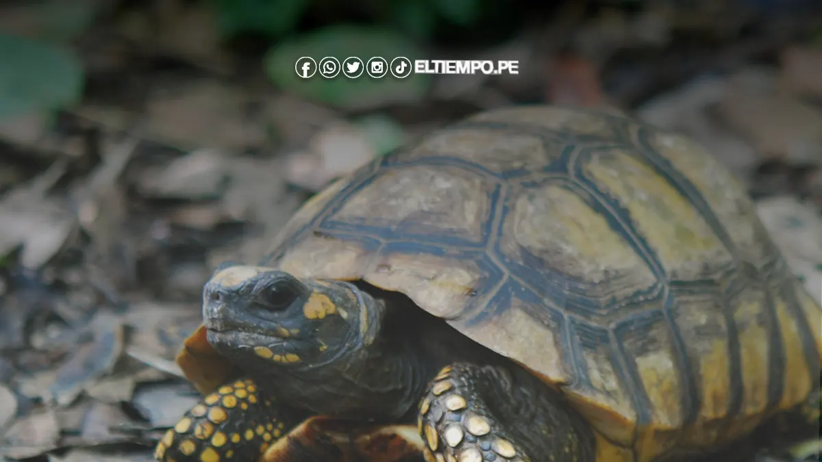 Comunidades amazónicas impulsan proyecto Comunidades amazónicas impulsan proyecto colectivo para repoblar y conservar las tortugas