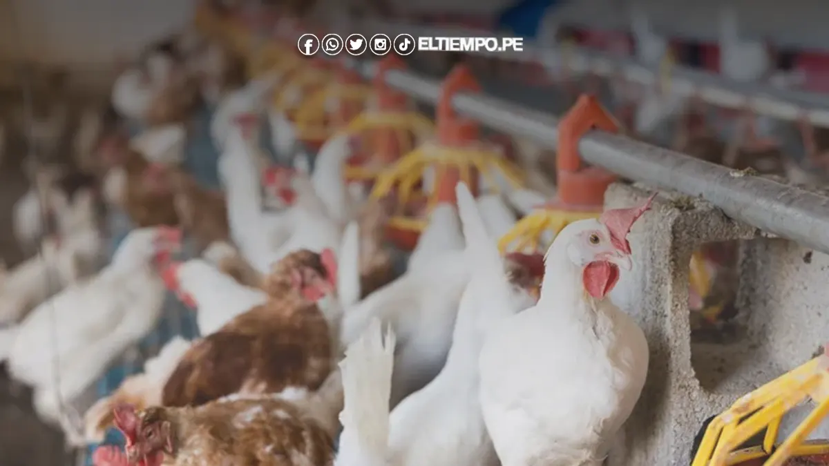 gripe aviar gripe aviar