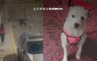Trujillo: hombre mata a perrito cerca a centro histórico