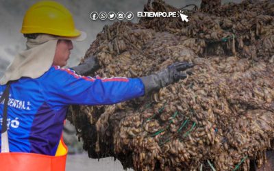 Piura: autoriza extracción de concha de abanico en Lobos de Tierra para impulsar acuicultura sostenible