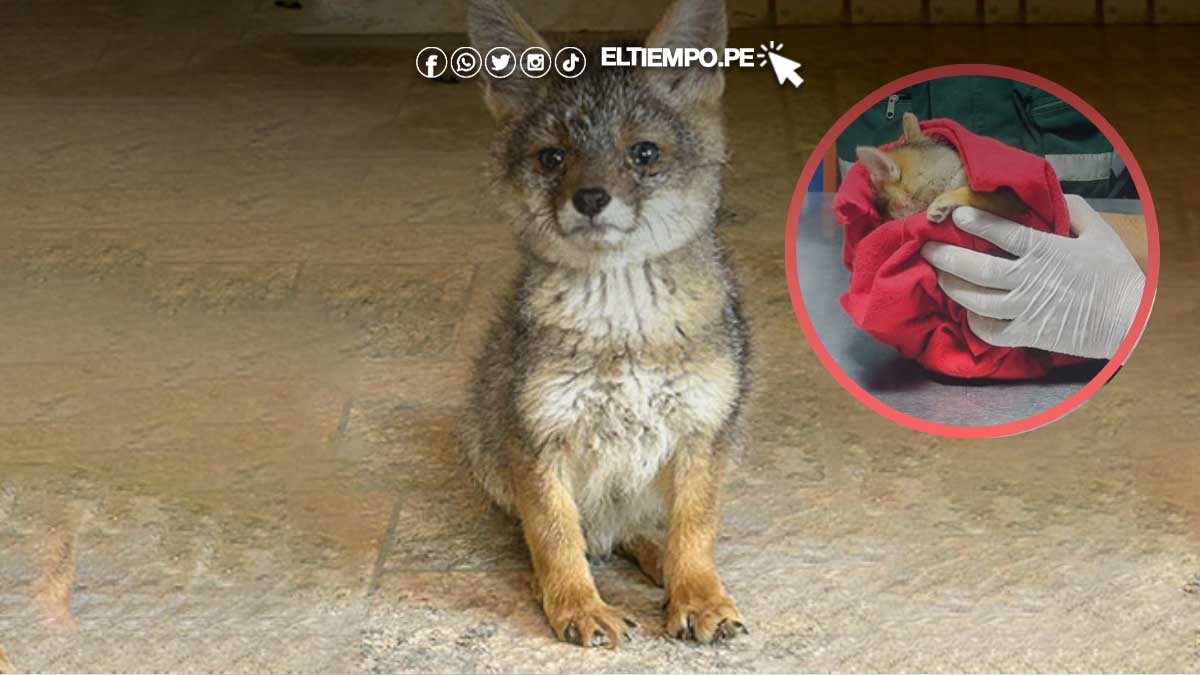 zorro-piura-castilla