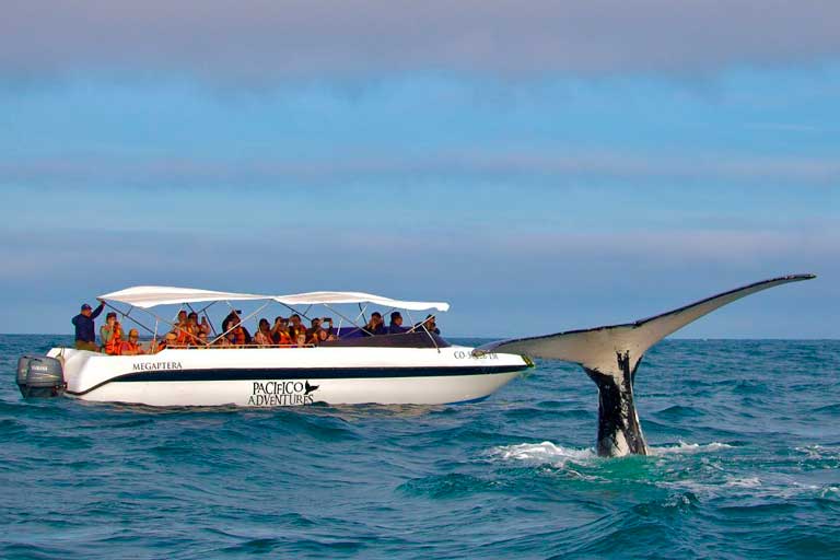 avistamiento de ballenas 2025,piura,avistamiento de ballenas en piura
