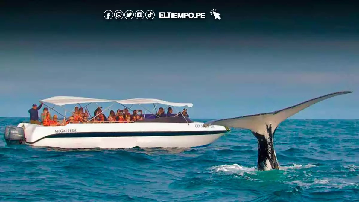 avistamiento-de-ballenas-2025 avistamiento-de-ballenas-2025