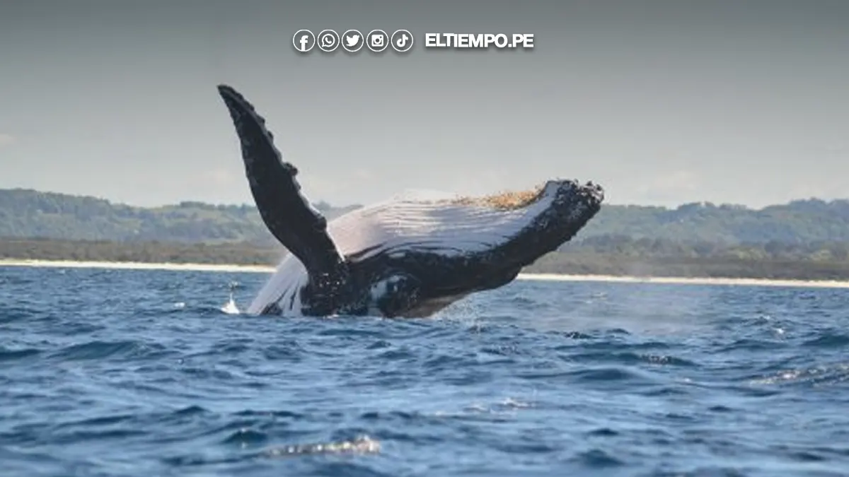 avistamiento de ballenas avistamiento de ballenas