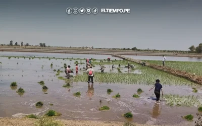 Midagri espera relación de productores de arroz
