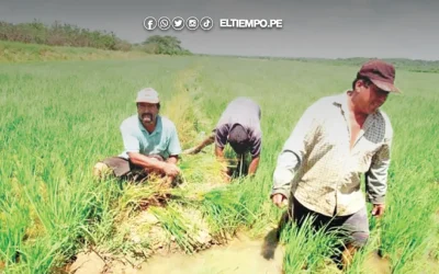 Piura: Arroceros marcharán por crisis agraria el 20 de abril