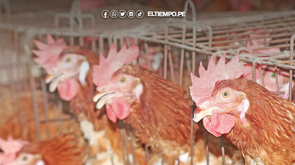 gripe aviar gripe aviar