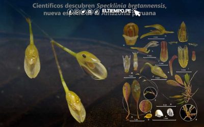 ¡Una buena noticia! Descubren nueva especie de orquídea en la Amazonía peruana