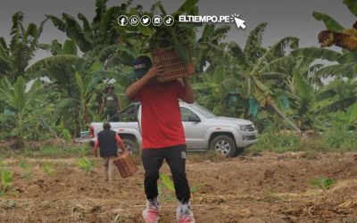 Piura: instalan parcelas de investigación para reducir plaga que daña a bananos