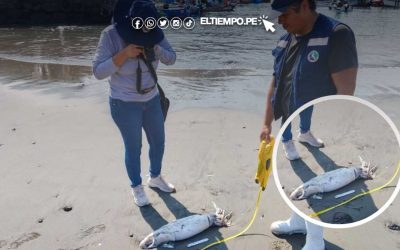 Especialistas de Imarpe monitorean la presencia de pota varada en el litoral