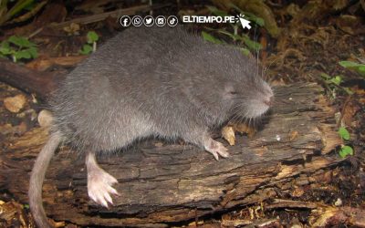 Descubren nuevo género y especie de roedor semiacuático en el Santuario Histórico de Machupicchu