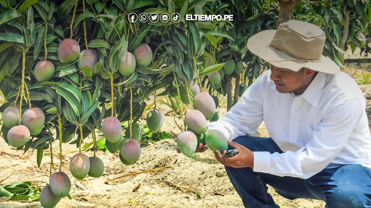 exportaciones de productos orgánicos de Piura exportaciones de productos orgánicos de Piura