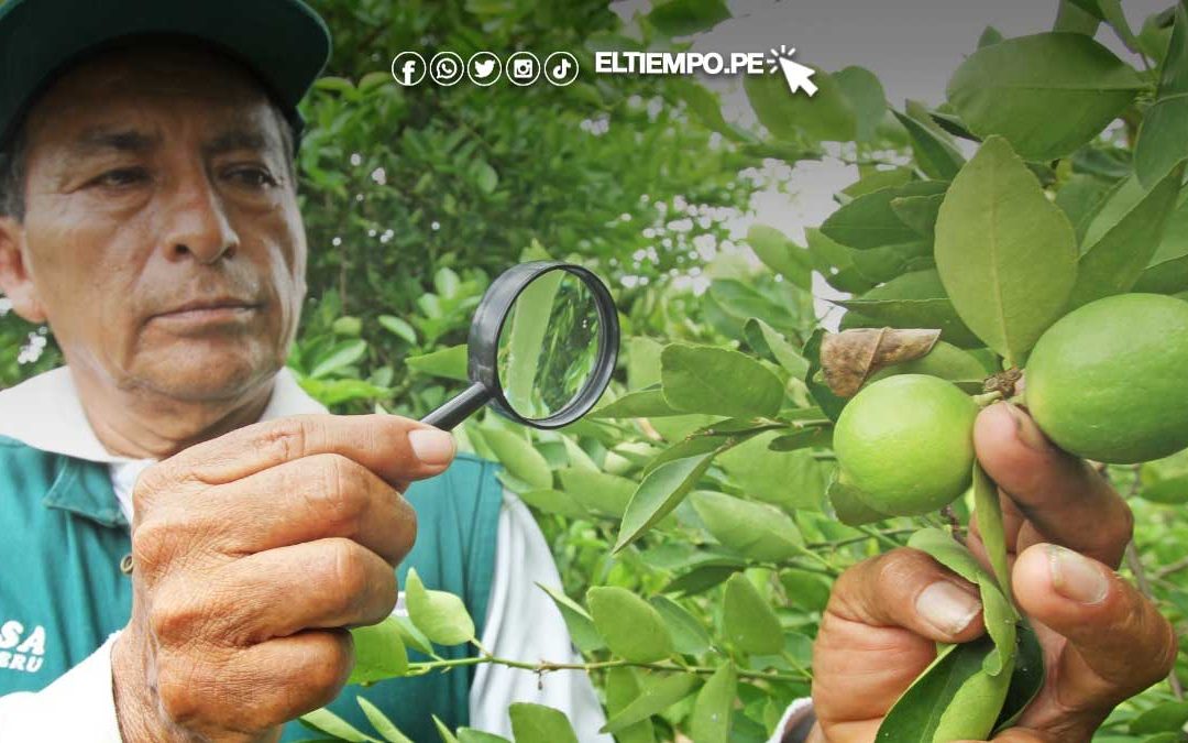 Producción de limón se recupera por mejores condiciones para producción en valles piuranos
