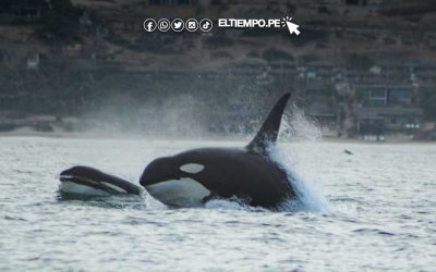 Piura: dos orcas macho fueron vistas en el mar de Los Órganos