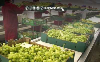 Exportaciones de frutas peruanas superan los US$2.300 millones gracias a alta demanda de uvas, paltas y mangos