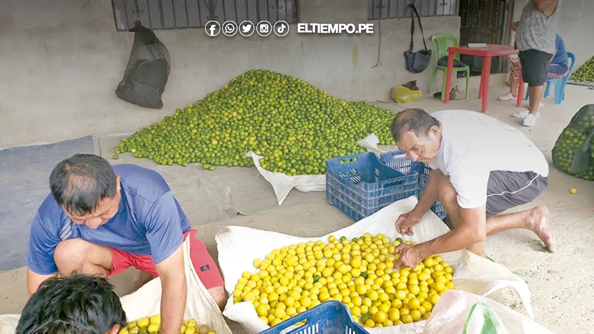 Baja producción de limón en el Valle del Chira dispara precios Baja producción de limón en el Valle del Chira dispara precios