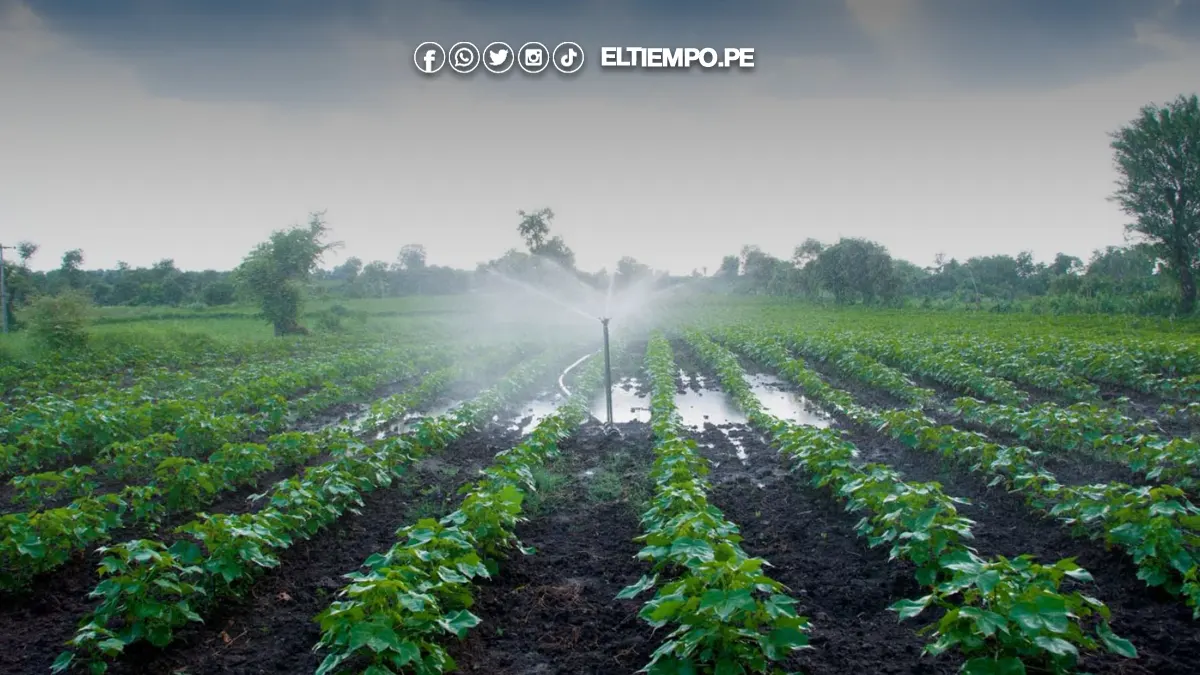Perú impulsará agroexportaciones con nuevas irrigaciones, apertura de mercados y puertos Perú impulsará agroexportaciones con nuevas irrigaciones, apertura de mercados y puertos