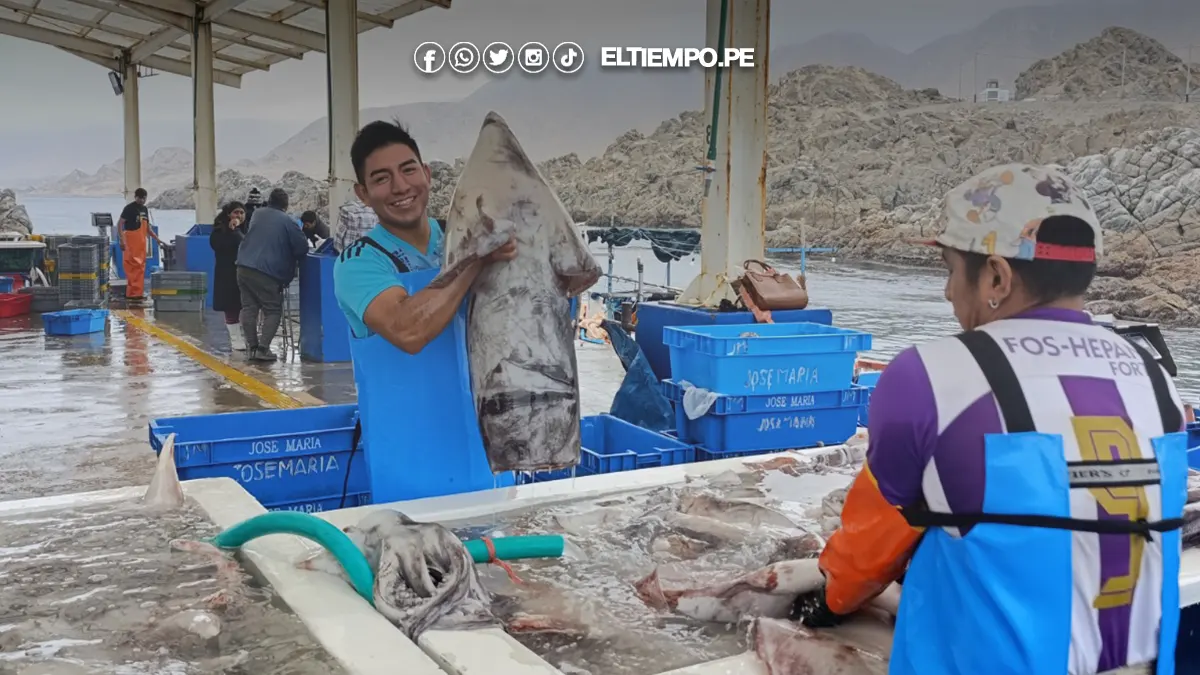Pesca de pota en Perú se reanudará el 25 de agosto, anuncia Produce Pesca de pota en Perú se reanudará el 25 de agosto, anuncia Produce