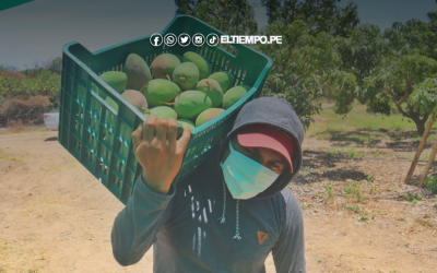 Sector agropecuario de Piura creció 8.8% en junio impulsado por mango, arroz y frijol