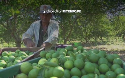Piura: por qué hay menos cosecha de limón pese a la sobrepoblación de plantas