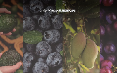 Registro de empresas exportadoras en Piura creció en casi 500