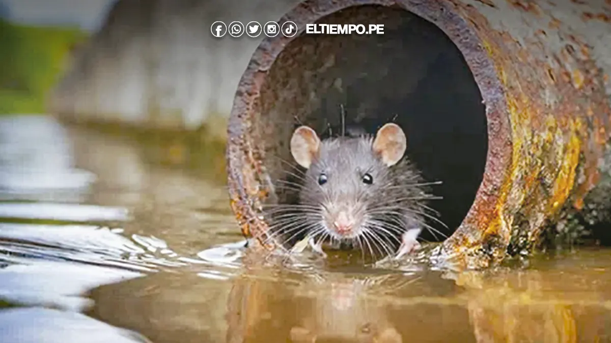 Reportan más casos de leptospirosis en Sullana y Bellavista Reportan más casos de leptospirosis en Sullana y Bellavista
